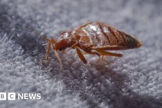 131443932 Bedbug 514911553 Huge.jpg