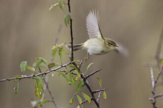 Chiff Chaff Thomas Alerstam.jpg